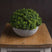 Shades 4 Seasons Small Hebe Artificial Potted Plant GREEN PLASTIC Shades 4 Seasons