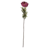 Shades 4 Seasons Spider Chrysanthemum Autumn Stem Shades 4 Seasons