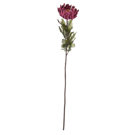 Shades 4 Seasons Spider Chrysanthemum Autumn Stem Shades 4 Seasons