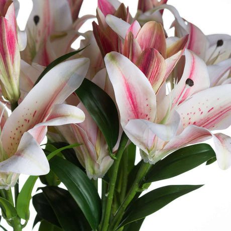 Shades 4 Seasons Stargazer Lily Single Stem Flower Shades 4 Seasons