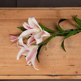 Shades 4 Seasons Stargazer Lily Single Stem Flower Shades 4 Seasons