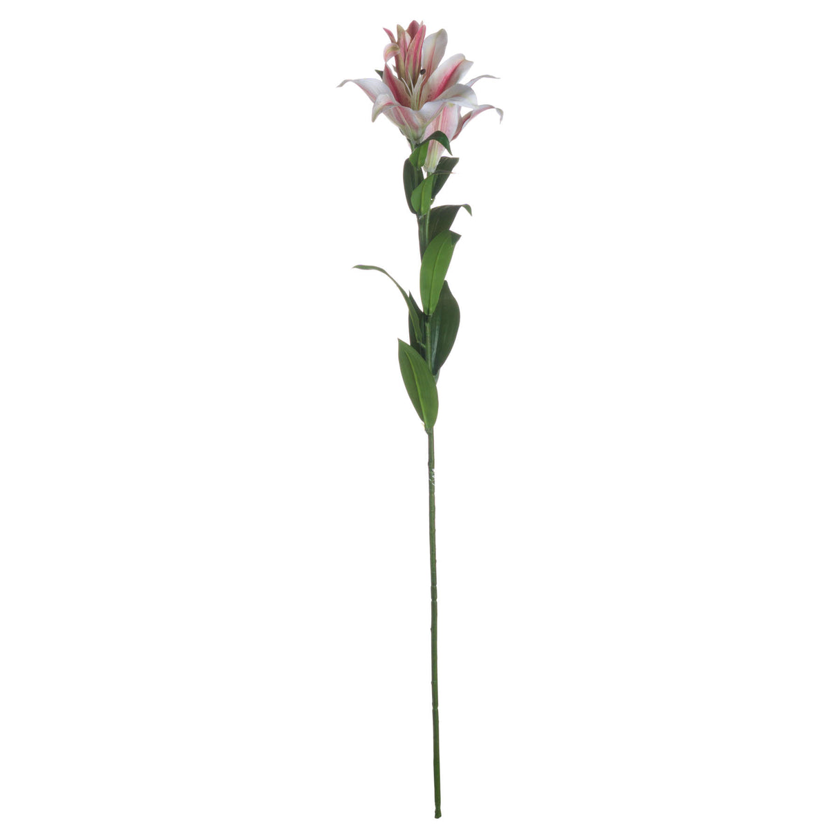 Shades 4 Seasons Stargazer Lily Single Stem Flower Shades 4 Seasons