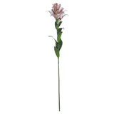 Shades 4 Seasons Stargazer Lily Single Stem Flower Shades 4 Seasons