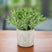 Shades 4 Seasons Artificial Plant in Stone Effect Pot GREEN PLASTIC Shades 4 Seasons