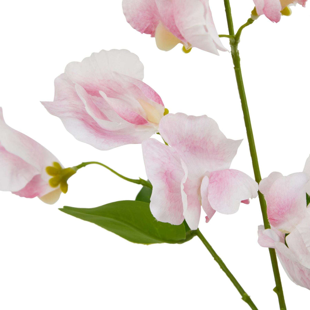 The Natural Garden Collection Pale Pink Sweetpea Stem Shades 4 Seasons