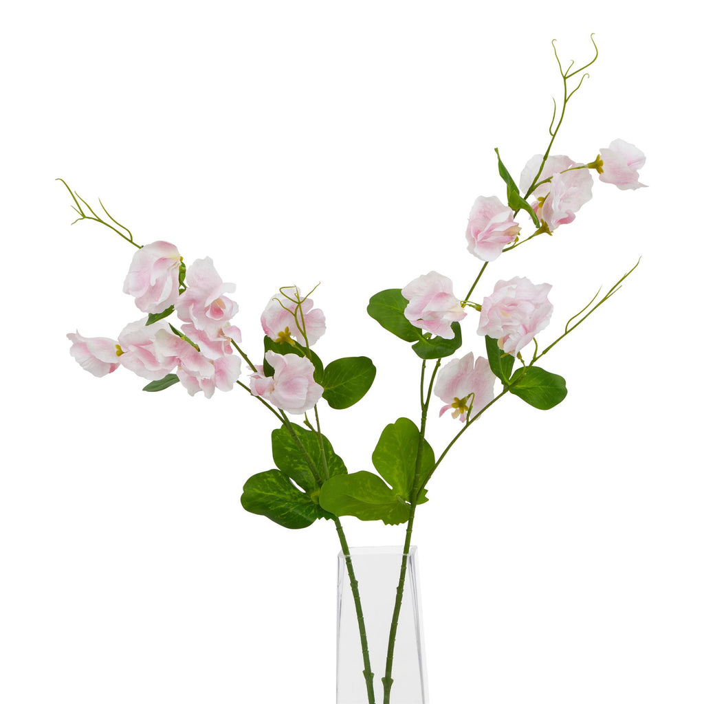 The Natural Garden Collection Pale Pink Sweetpea Stem Shades 4 Seasons