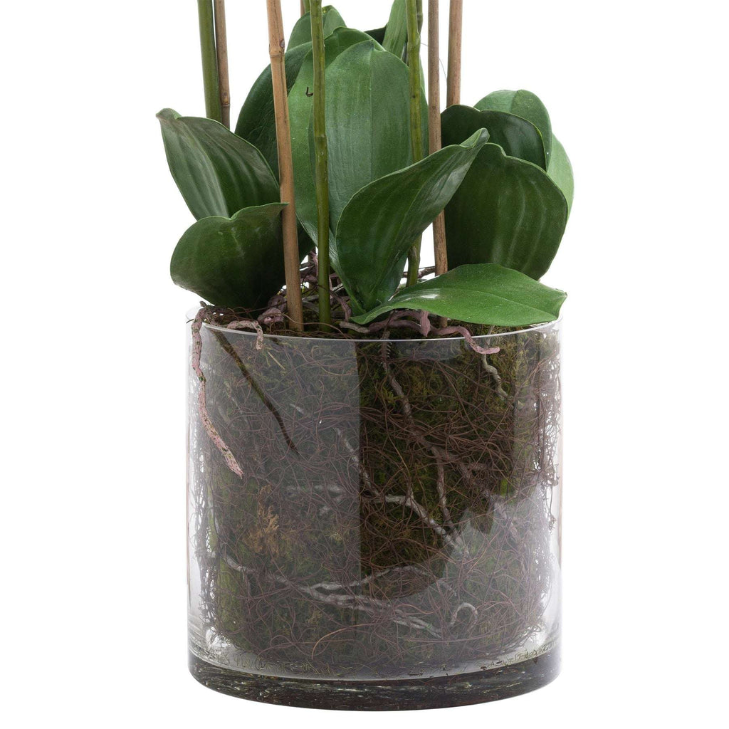 Large White Tall Orchid In Glass Pot Shades 4 Seasons