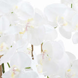 Large White Tall Orchid In Glass Pot Shades 4 Seasons