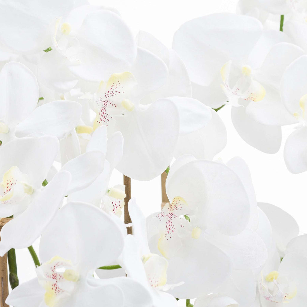 Large White Tall Orchid In Glass Pot Shades 4 Seasons