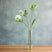 The Natural Garden Collection White Scabious Stem WHITE PLASTIC Shades 4 Seasons