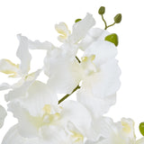 White Vanda Orchid Plant In Ceramic Pot Shades 4 Seasons