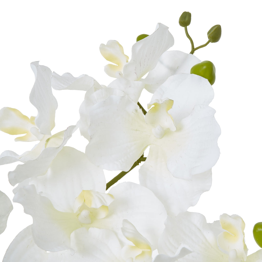 White Vanda Orchid Plant In Ceramic Pot Shades 4 Seasons