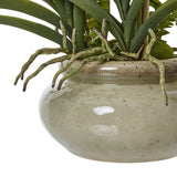 White Vanda Orchid Plant In Ceramic Pot Shades 4 Seasons