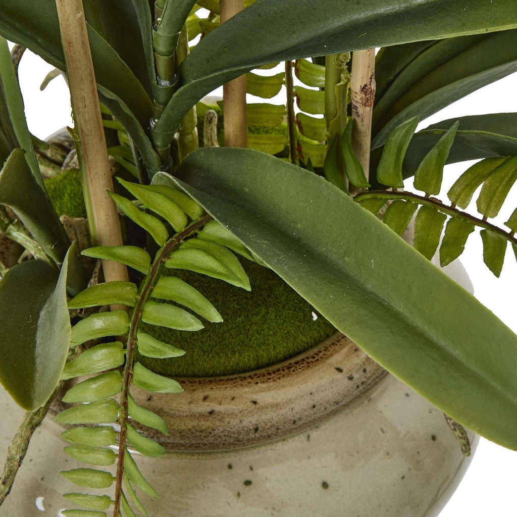 White Vanda Orchid Plant In Ceramic Pot Shades 4 Seasons