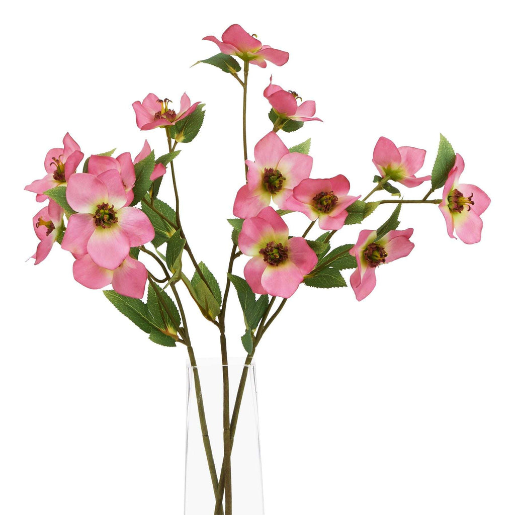 The Natural Garden Collection Pink Varigated Hellibore Shades 4 Seasons