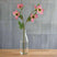 The Natural Garden Collection Pink Varigated Hellibore PINK PLASTIC Shades 4 Seasons