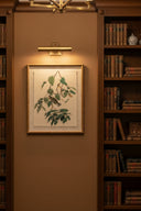 Elegant wall art featuring botanical illustration, framed and illuminated in a library setting