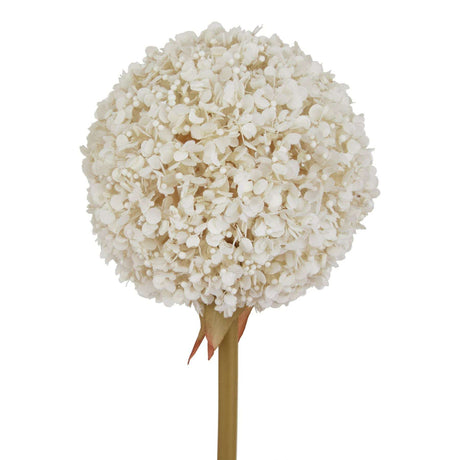 The Natural Garden Collection White Allium Shades 4 Seasons