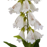 The Natural Garden Collection White Foxglove Shades 4 Seasons