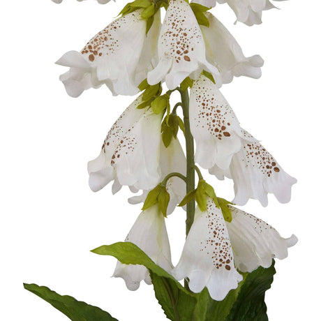 The Natural Garden Collection White Foxglove Shades 4 Seasons