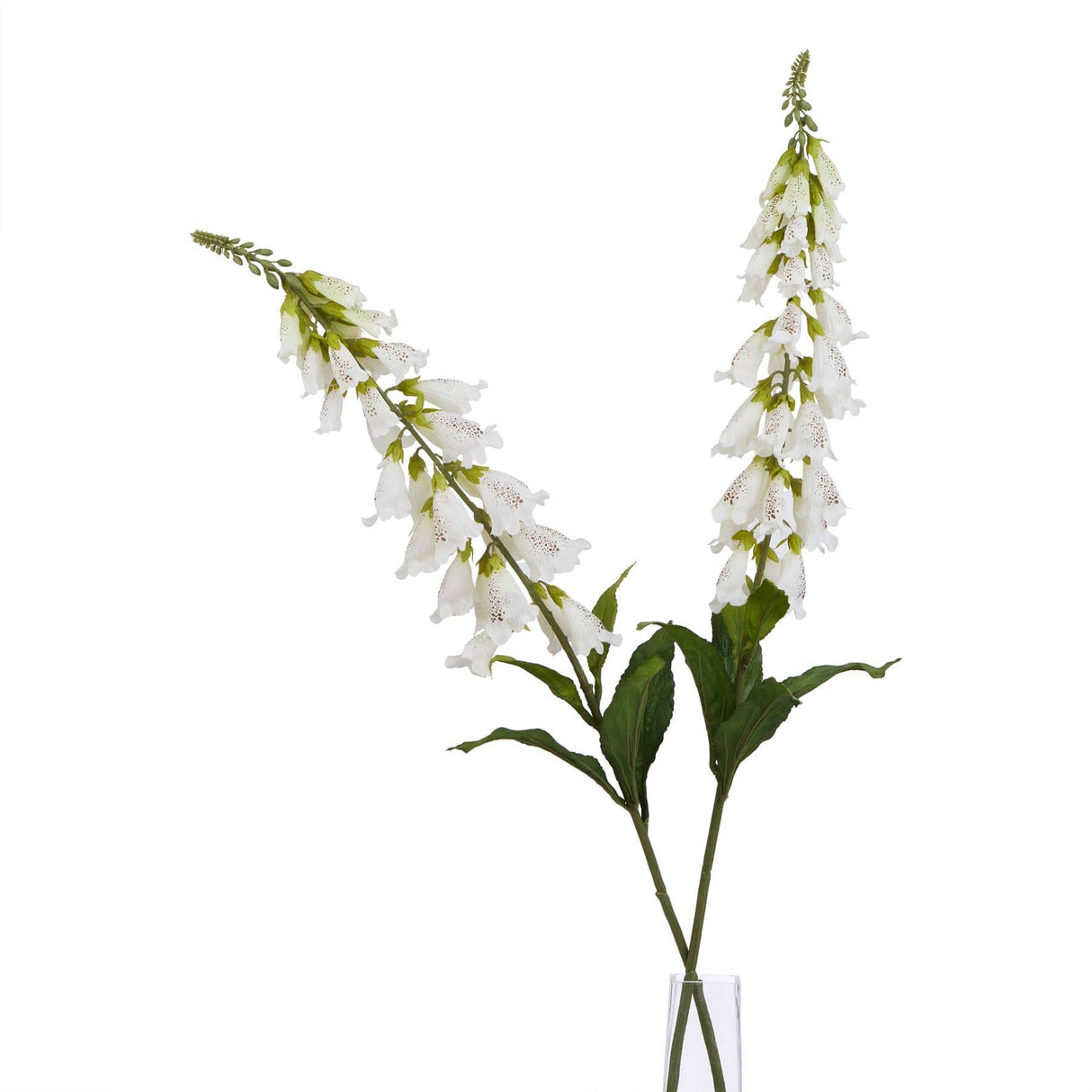 The Natural Garden Collection White Foxglove Shades 4 Seasons