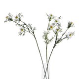 The Natural Garden Collection White Nigella Love In A Mist Shades 4 Seasons