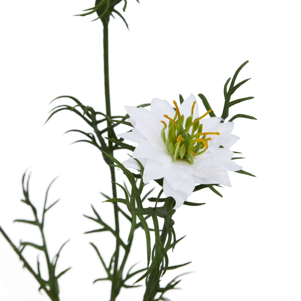 The Natural Garden Collection White Nigella Love In A Mist Shades 4 Seasons