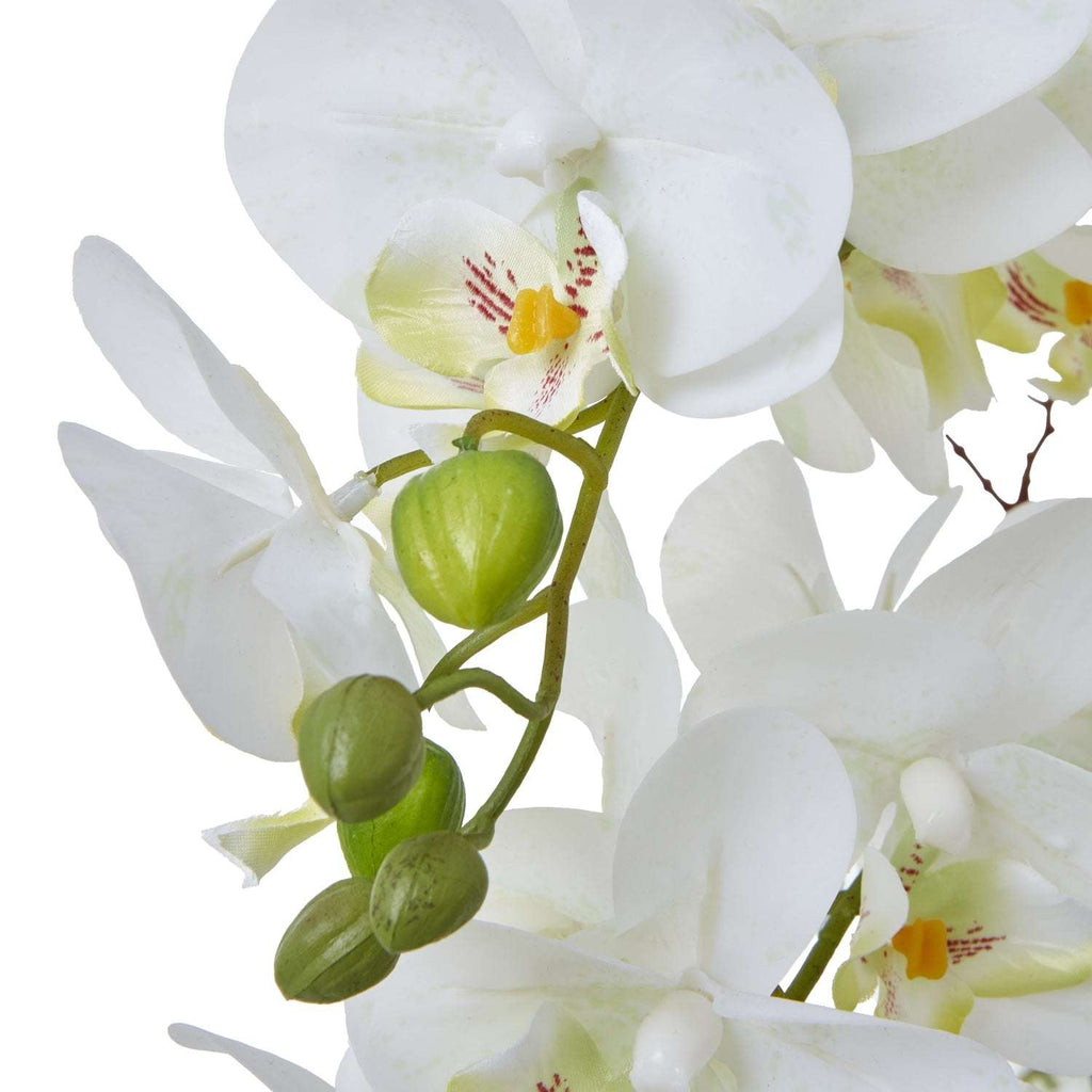 Shades 4 Seasons White Orchid Potted Flower Arrangement Shades 4 Seasons