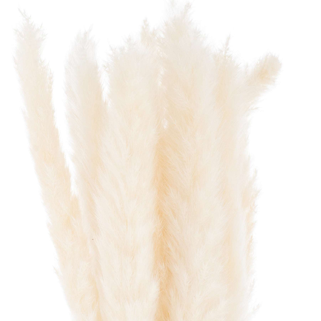 Mini White Pampas Grass Bunch Of 15 Default Title Shades 4 Seasons