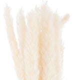 Mini White Pampas Grass Bunch Of 15 Default Title Shades 4 Seasons