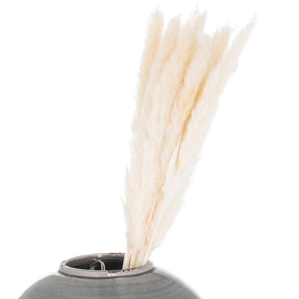 Mini White Pampas Grass Bunch Of 15 Shades 4 Seasons