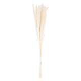 Mini White Pampas Grass Bunch Of 15 Shades 4 Seasons