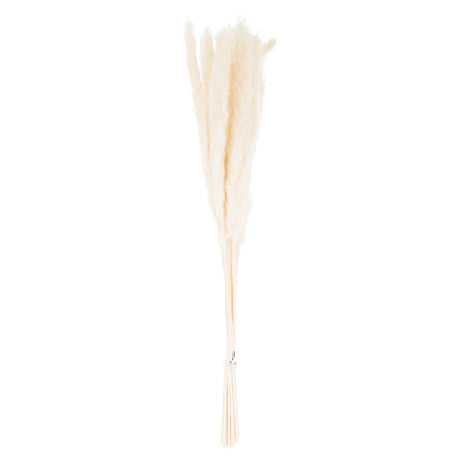 Mini White Pampas Grass Bunch Of 15 Shades 4 Seasons