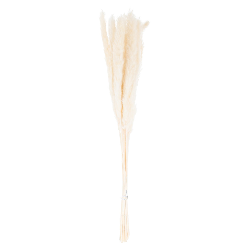 Mini White Pampas Grass Bunch Of 15 Shades 4 Seasons