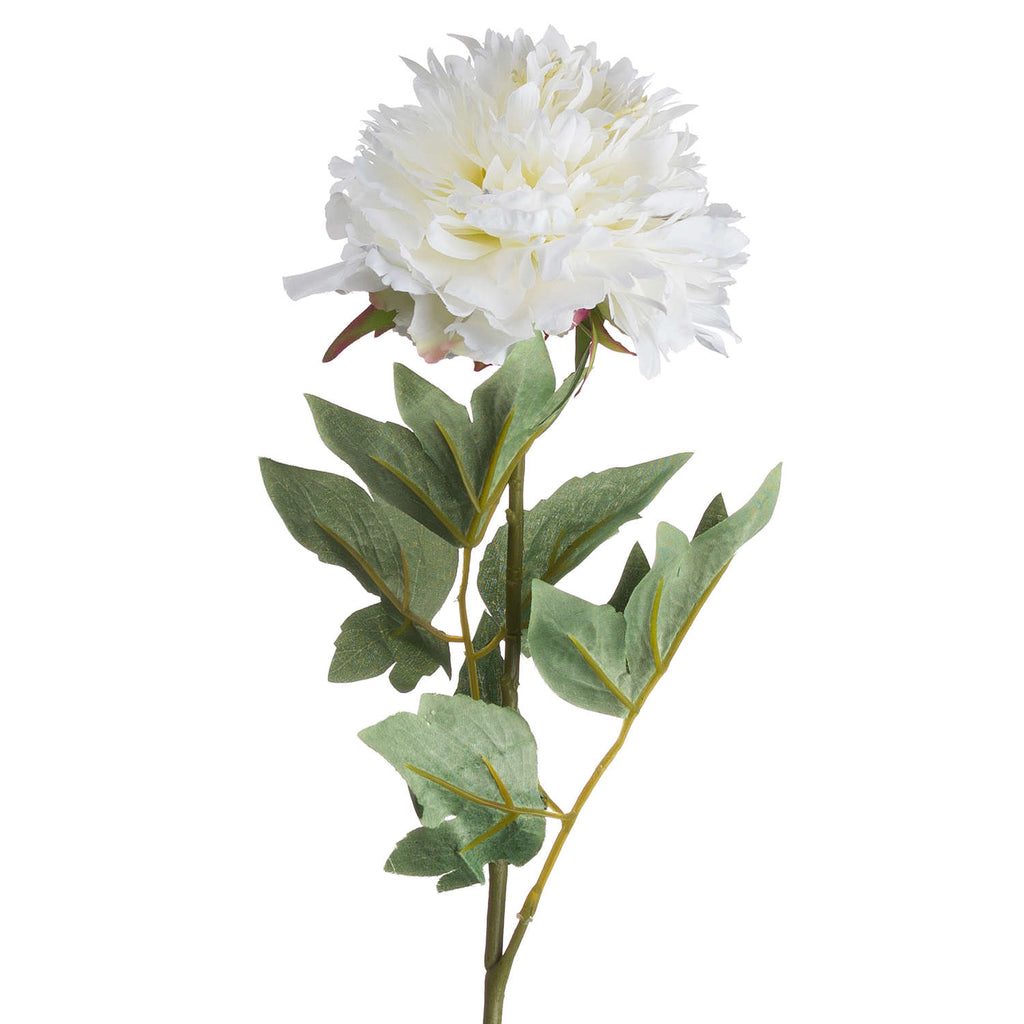 Shades 4 Seasons White Peony Single Stem Spring Flower Shades 4 Seasons