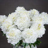Shades 4 Seasons White Peony Single Stem Spring Flower Shades 4 Seasons