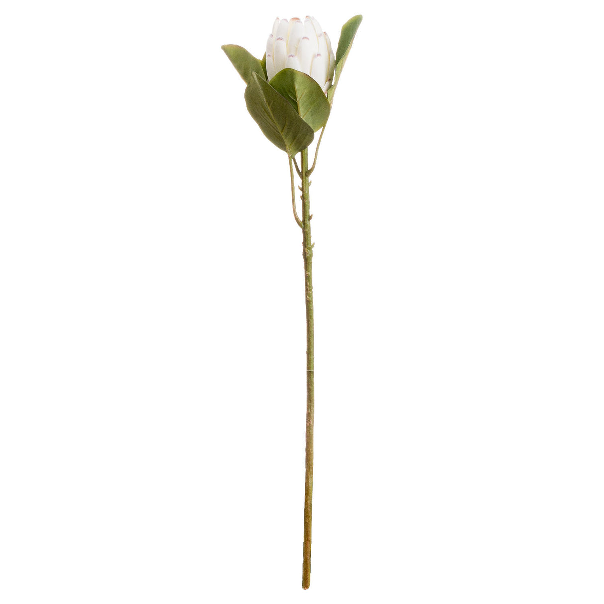 Shades 4 Seasons White Protea Single Stem Flower Shades 4 Seasons