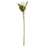 Shades 4 Seasons White Protea Single Stem Flower Shades 4 Seasons