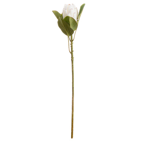Shades 4 Seasons White Protea Single Stem Flower Shades 4 Seasons