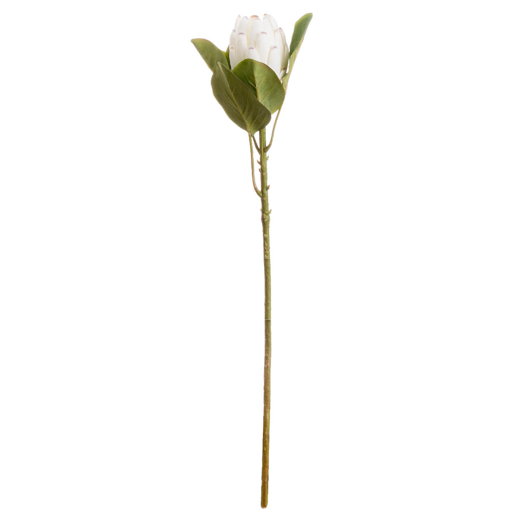 Shades 4 Seasons White Protea Single Stem Flower Shades 4 Seasons