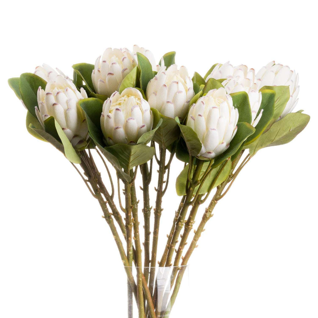 Shades 4 Seasons White Protea Single Stem Flower Default Title Shades 4 Seasons
