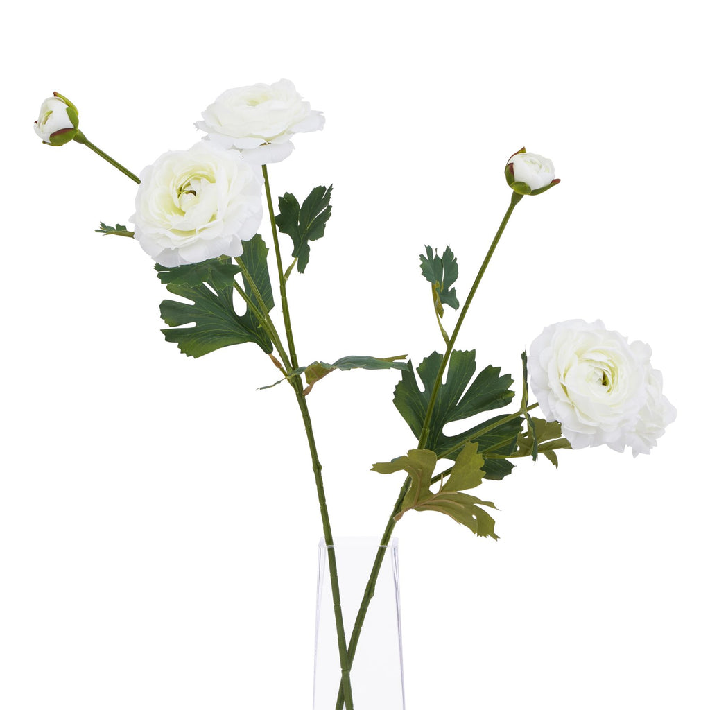 The Natural Garden Collection White Ranunculus Shades 4 Seasons