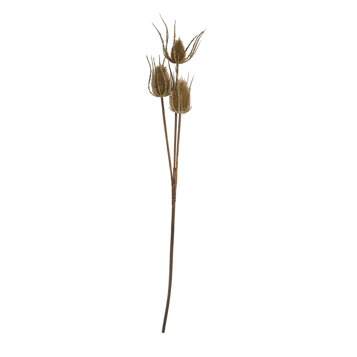 Shades 4 Seasons Triple Teasle Stem Lifelike Rustic Accent Shades 4 Seasons