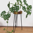 Albasia Wood Plant Stand - Natural & gold detail AW Dropship UK