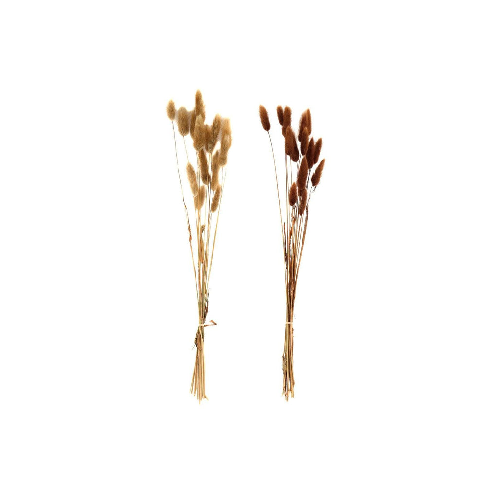 Set of Two Natural Dried Lagarus Bouquets in Cream & Brown - Shades 4 Seasons