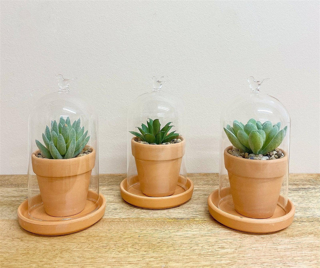 Faux Succulent In Pot Glass Dome - Shades 4 Seasons