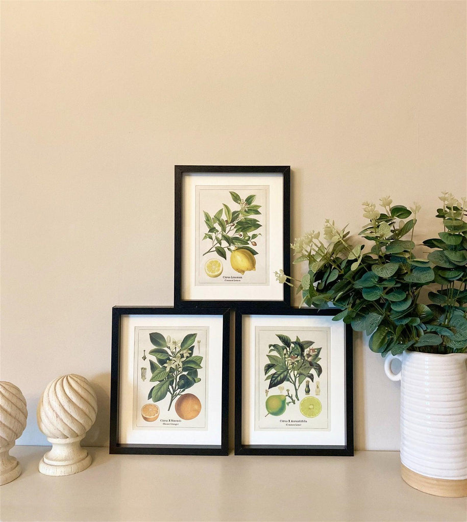Set of Three Citrus Picture Frames - Shades 4 Seasons