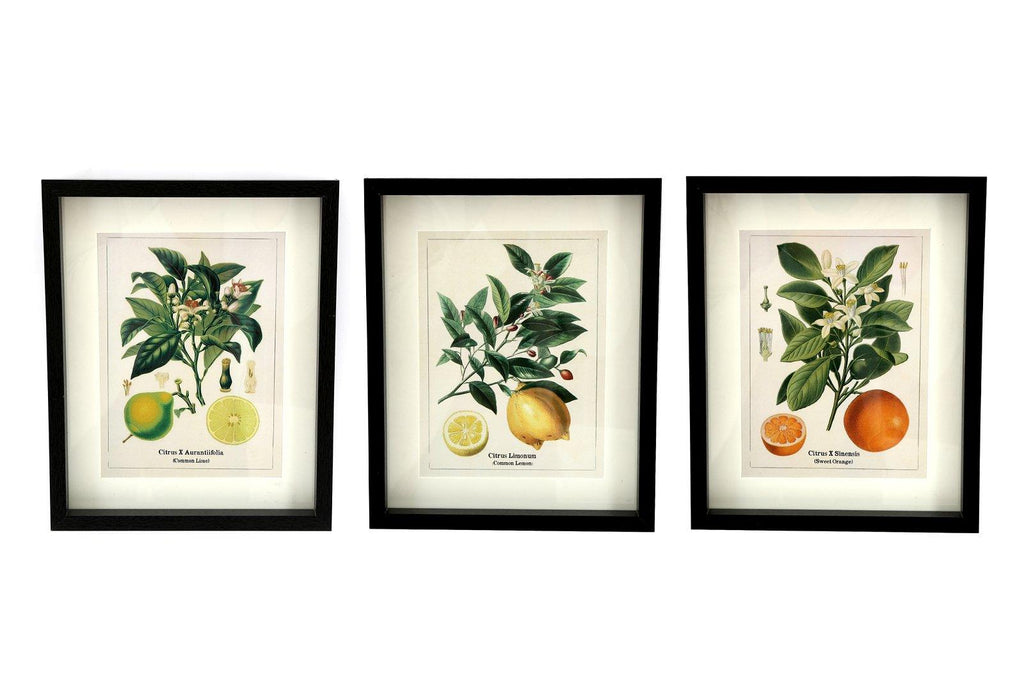 Set of Three Citrus Picture Frames - Shades 4 Seasons