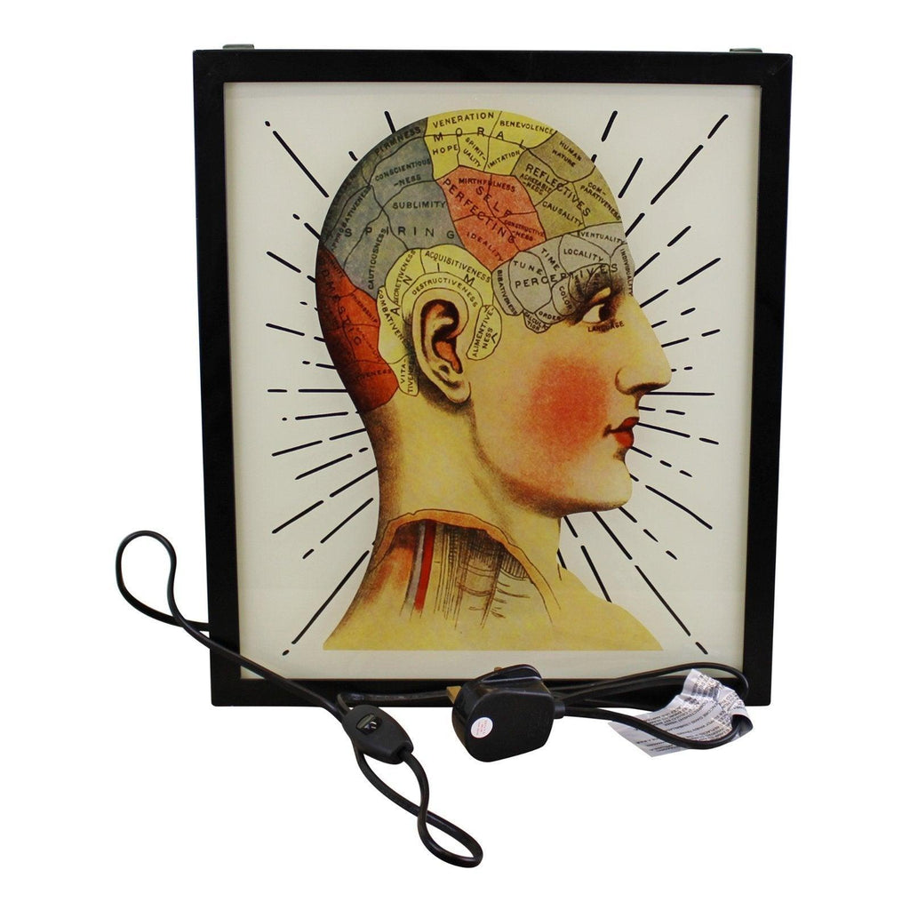 Decorative Lightbox, Phrenology Head - Shades 4 Seasons