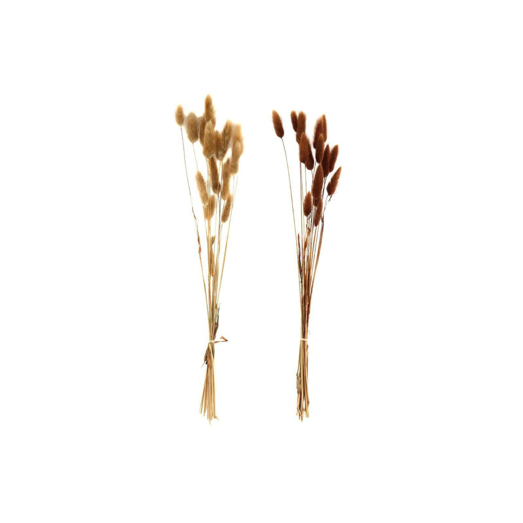 Set of Two Natural Dried Lagarus Bouquets in Cream & Brown Geko Products